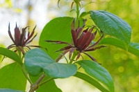 directory_images/Pflanzen in Spreewaldgaerten/Kuebelpflanzen/Huelsenfruechtler/Gewuerzstrauch-Erdbeer-2_Calycanthus-floridus var Glaucus.jpg